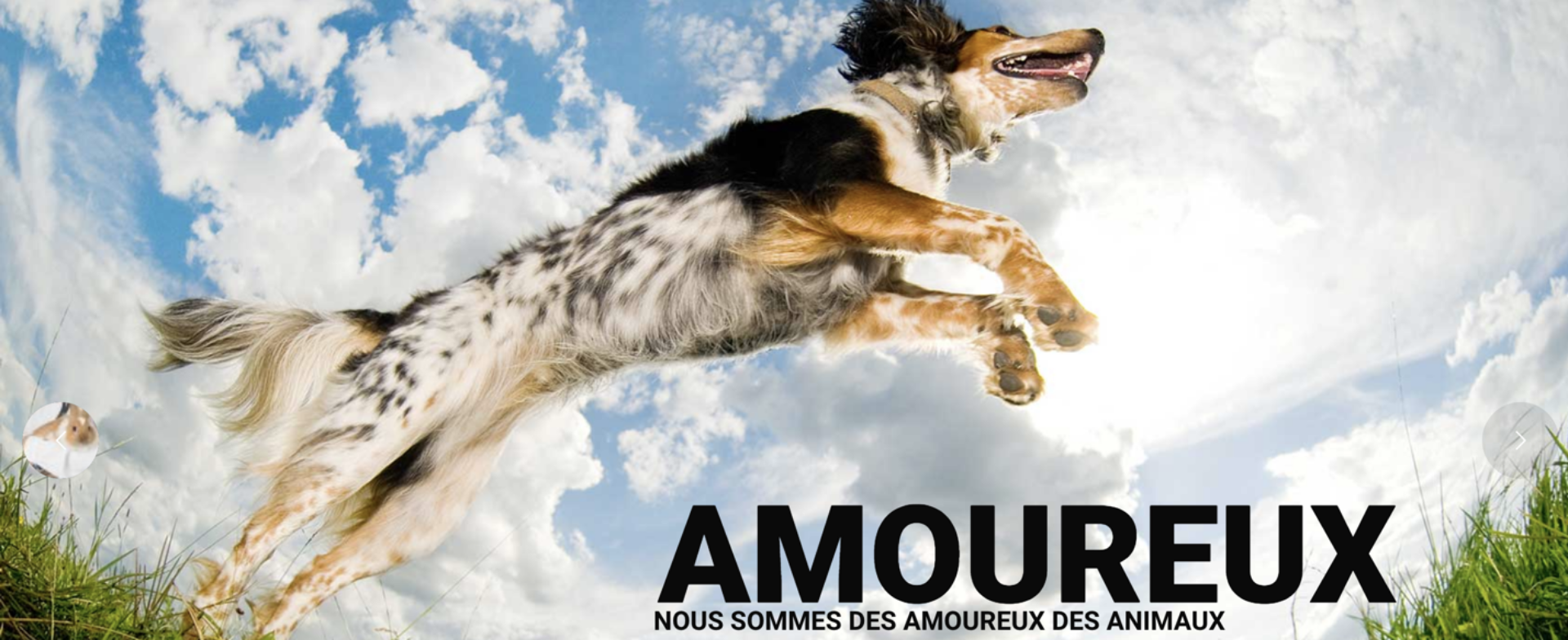 cover-veterinaire